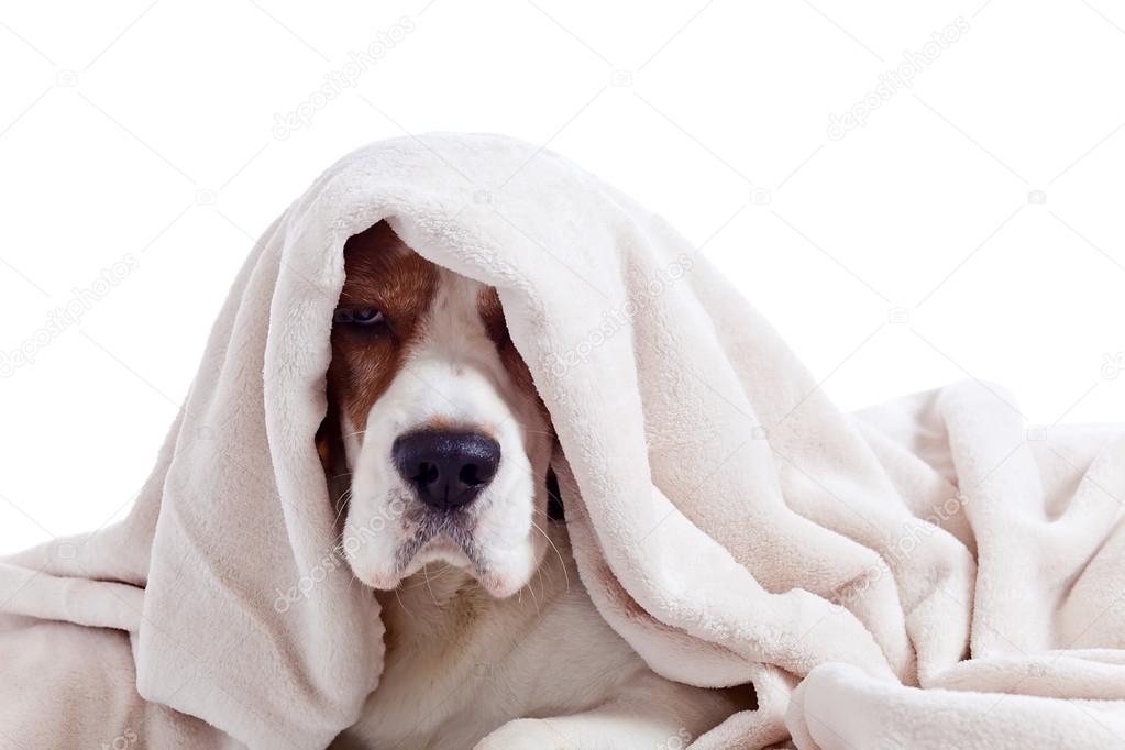  dog under a blanket on white 