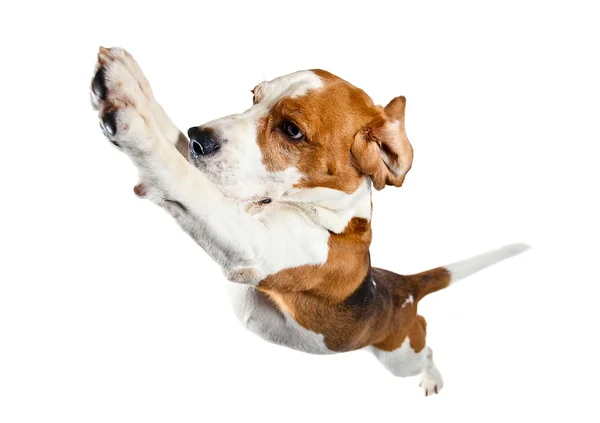 Pulando beagle isolado no branco — Fotografia de Stock