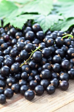 Siyah frenk üzümü