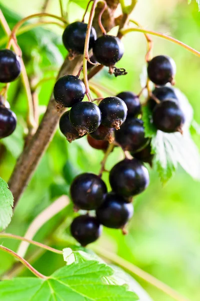 Ribes nero — Foto Stock