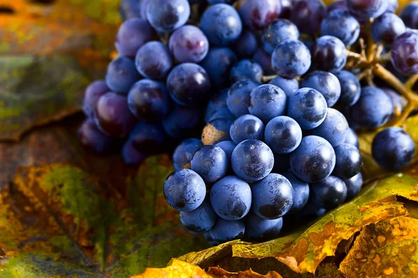 蓝色的葡萄 — 图库照片