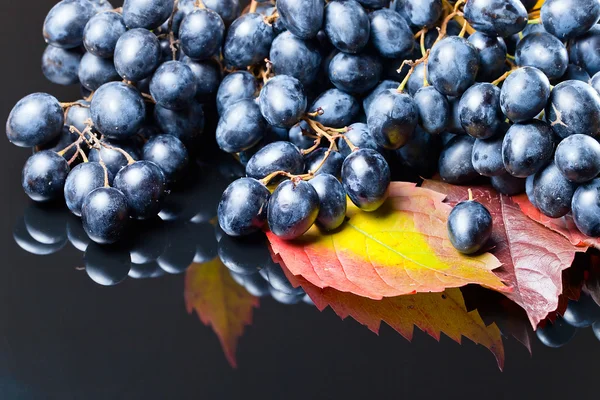 Blue grape — Stock Photo, Image