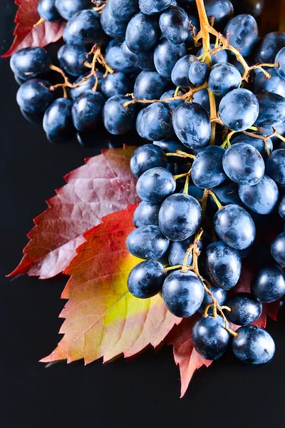 Blue grape — Stock Photo, Image