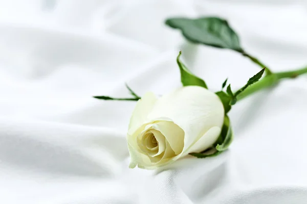 Biała Róża — Zdjęcie stockowe