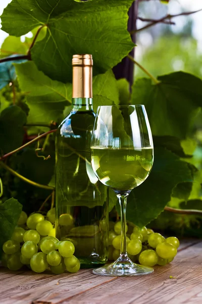 Green grape and white wine in vineyard — Stock Photo, Image