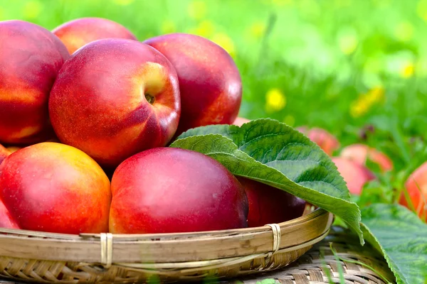 Rijp nectarines — Stockfoto