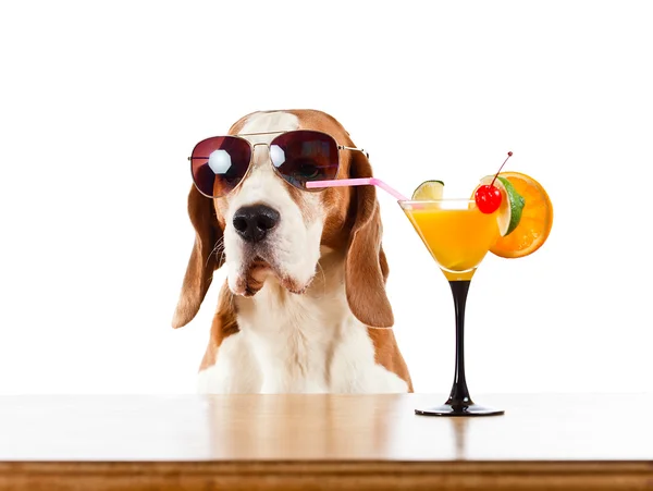 Beagle en cocktail, geïsoleerd op wit — Stockfoto