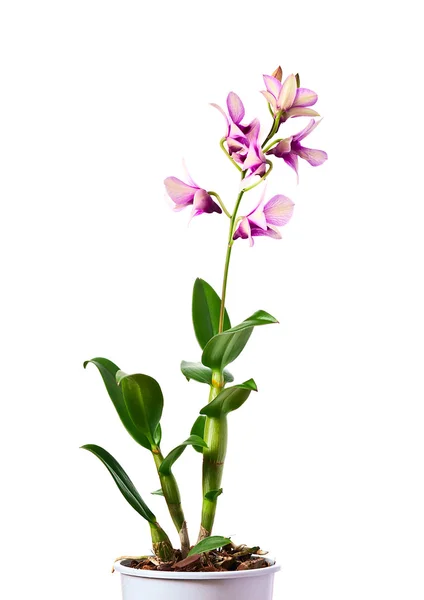 Orquídea aislada en blanco — Foto de Stock