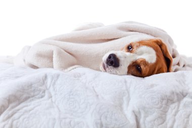  Beyaz bir battaniye altında köpek 
