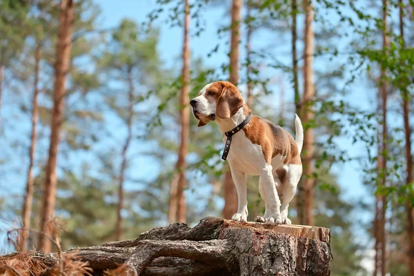 Beagle w lesie — Zdjęcie stockowe