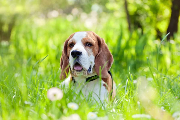 Beagle en el bosque —  Fotos de Stock