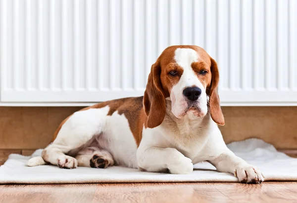 Hund har en vila nära en varm radiator — Stockfoto