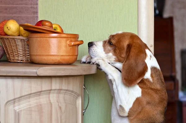 Beagle in kitchen — Stock Photo, Image