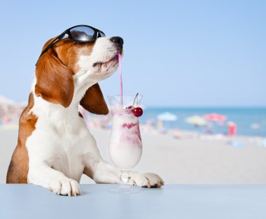  güneş gözlüğü içki kokteyl köpek 