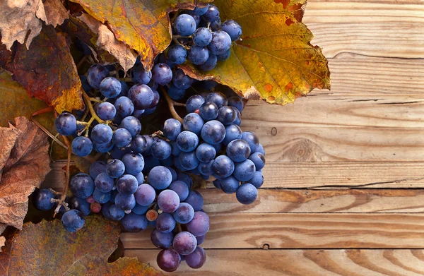 Blue grape — Stock Photo, Image