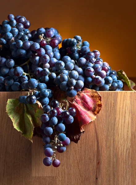 Blue grape — Stock Photo, Image