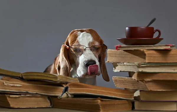 Very smart beagle — Stock Photo, Image