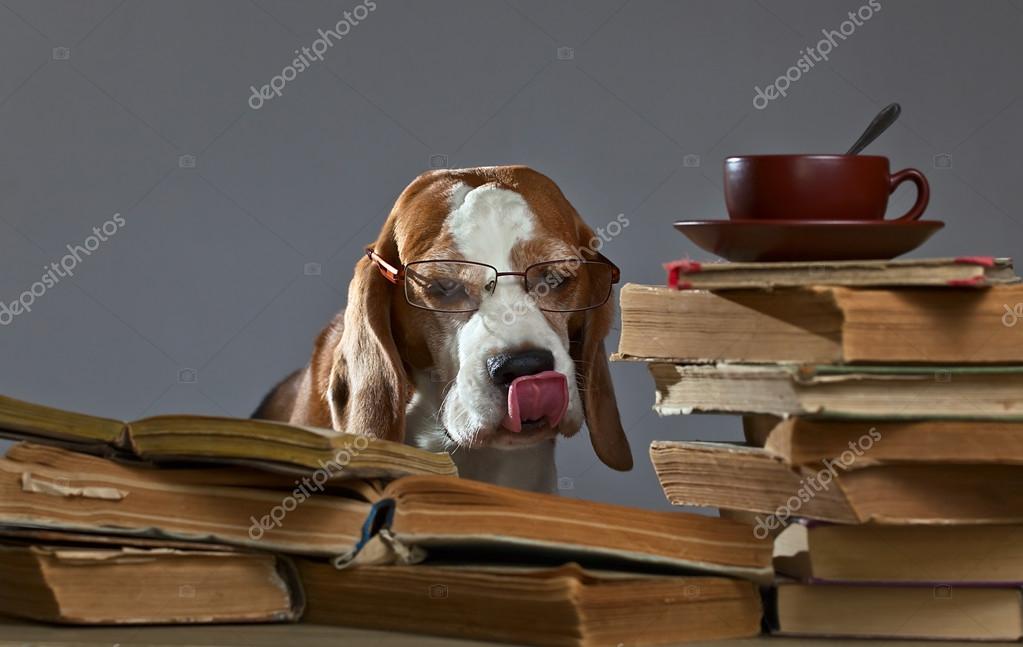 Are Beagles Smart Dogs
