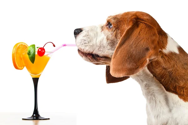 Beagle and cocktail, isolated on white — Stock Photo, Image