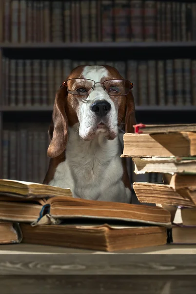 Muito inteligente beagle — Fotografia de Stock