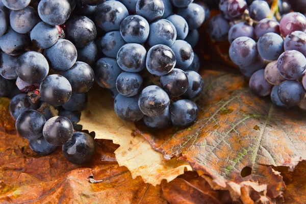 Úroda hroznů pro výrobu vína — Stock fotografie
