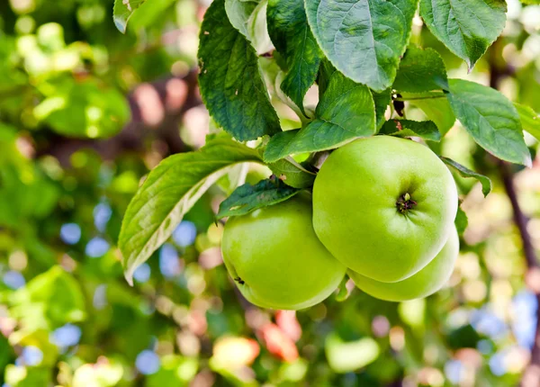 Green apples — Stock Photo, Image