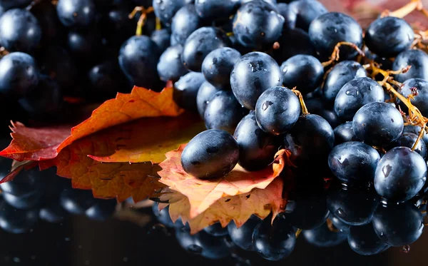 Синий виноград — стоковое фото