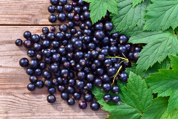 Black currant — Stock Photo, Image