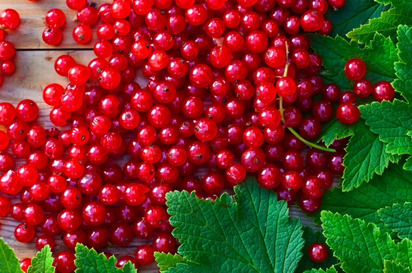 Red currant — Stock Photo, Image