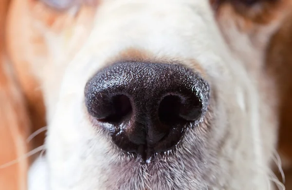 Nose of a beagle — Stock Photo, Image