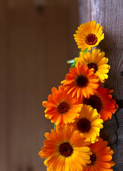 Blooming calendula — Stockfoto