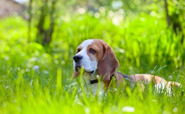  Beagle orman