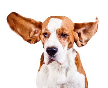 Beagle başının üstüne beyaz