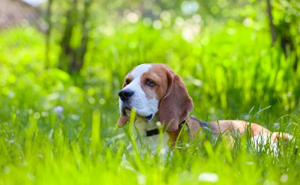 在森林里的小猎犬 — 图库照片