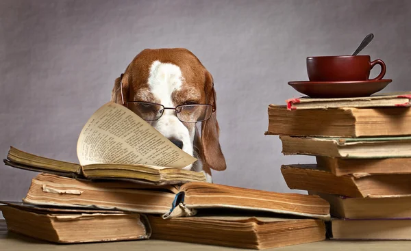 Very smart dog — Stock Photo, Image