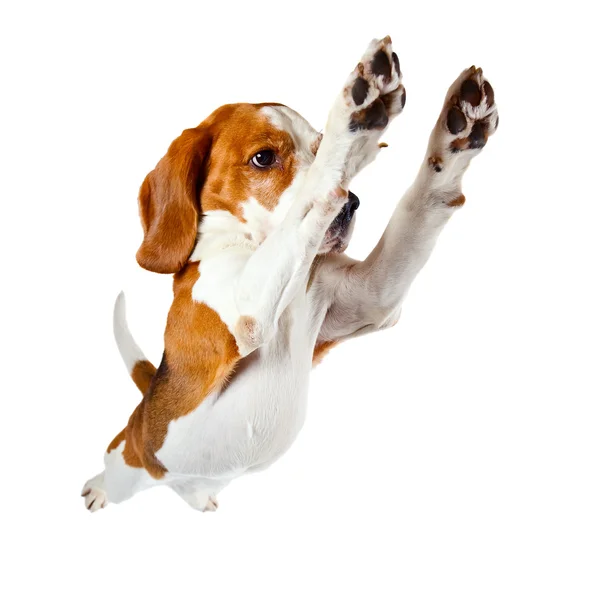 Skoki na białym tle pies gończy — Zdjęcie stockowe
