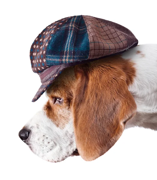 Beagle in cappello — Foto Stock