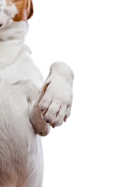 Paw of a dog , isolated on white — Stock Photo, Image