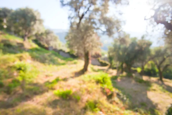 Defocused background of olive grove — Stock Photo, Image