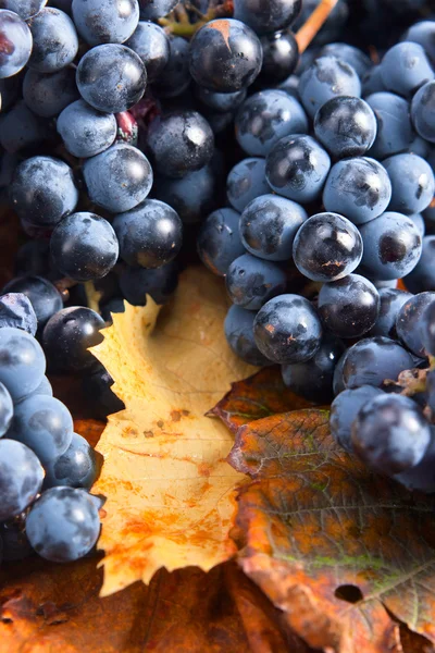 Blue grape — Stock Photo, Image