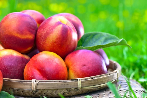 Rijp nectarines — Stockfoto