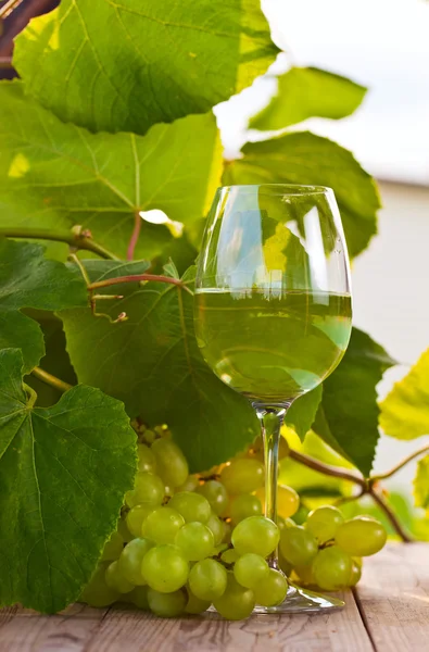 Green grape and white wine in vineyard — Stock Photo, Image