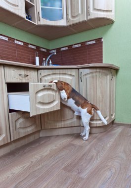Beagle mutfak