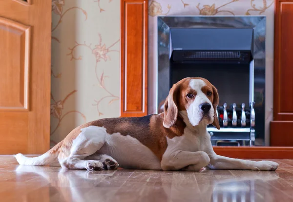 Hund ruht in der Nähe einer Feuerstelle — Stockfoto