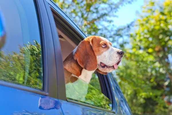 Beagle blue car — Stock Photo, Image