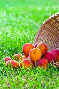 Olgun kayısı bahçesinde