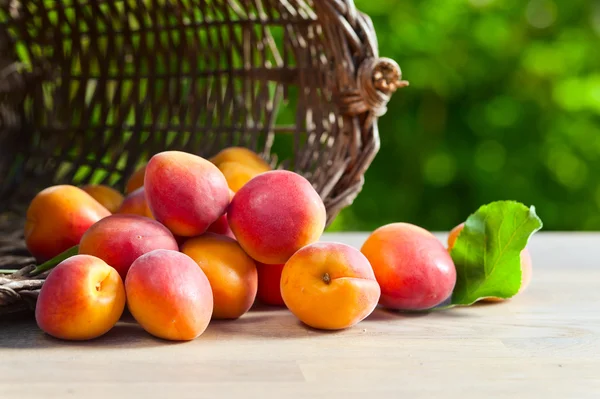 Jugosos albaricoques maduros — Foto de Stock