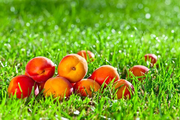 Abricots mûrs dans le jardin — Photo