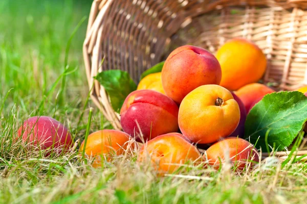 Спелые абрикосы в саду — стоковое фото