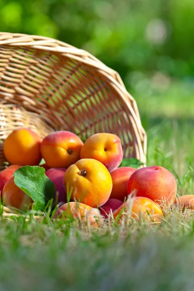 Rijp abrikozen in tuin — Stockfoto